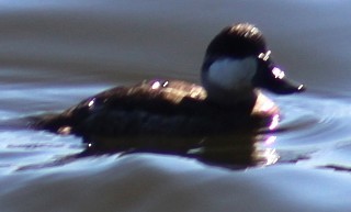 Ruddy Duck - ML647691788