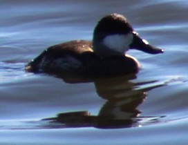 Ruddy Duck - ML647691790
