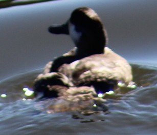 Ruddy Duck - ML647691792