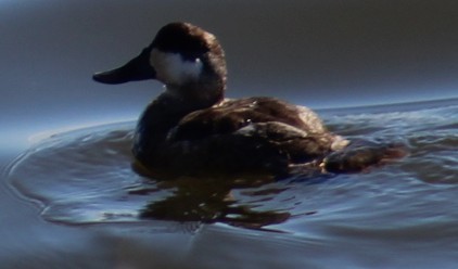 Ruddy Duck - ML647691793