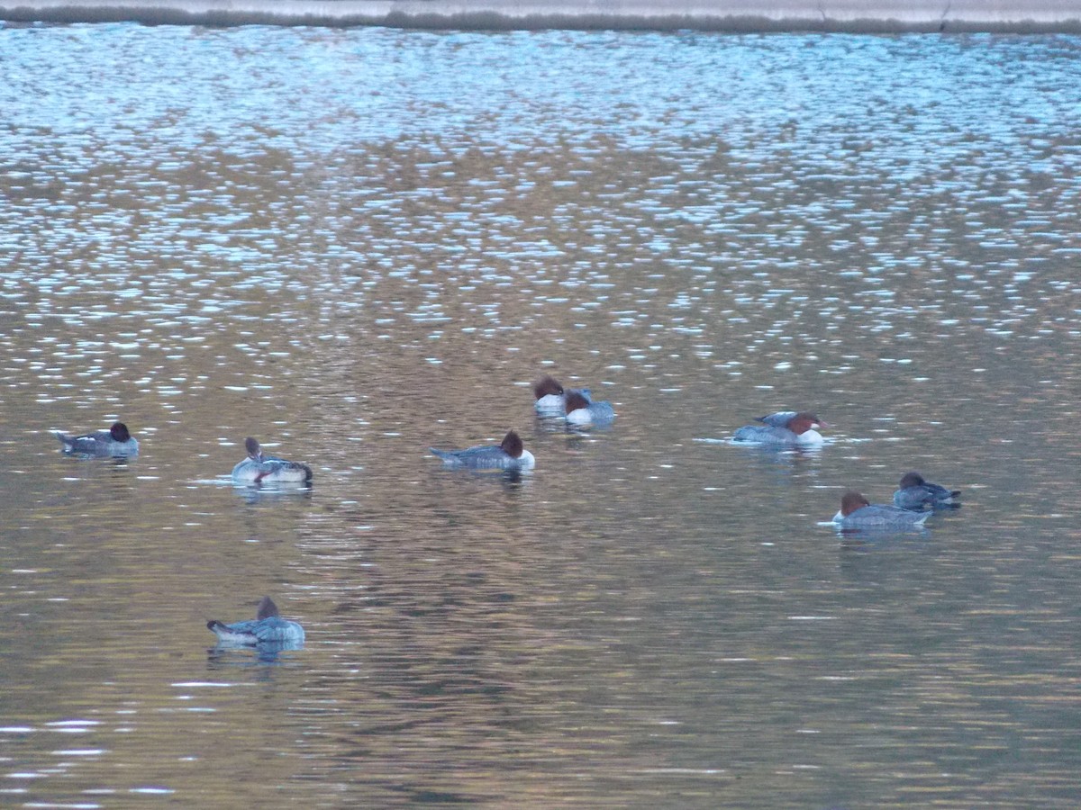 Common Merganser - ML647691796