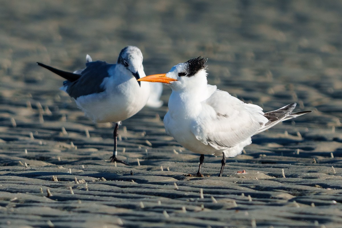 Royal Tern - ML647691797