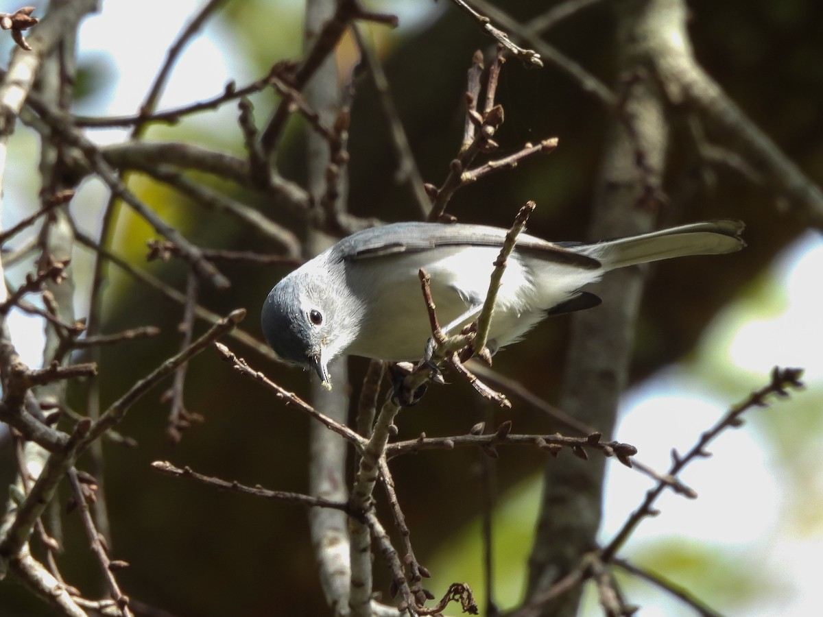 Blue-gray Gnatcatcher - ML647691798