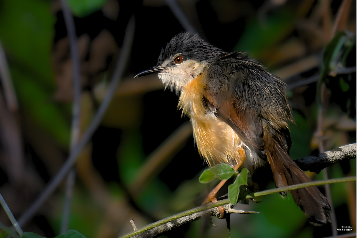 Ashy Prinia - ML647691800