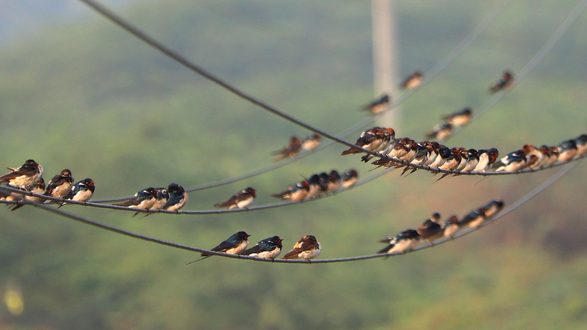 Barn Swallow - ML647691801