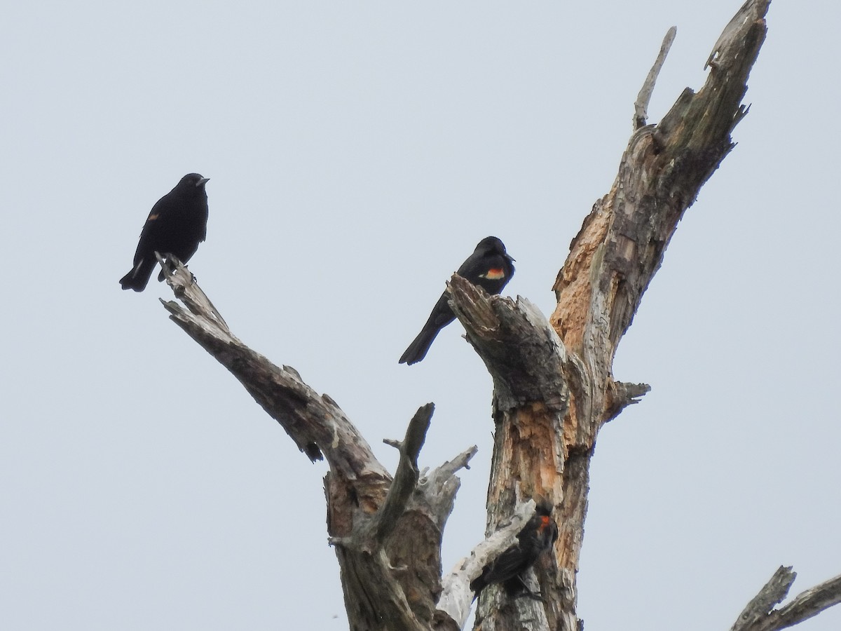 Red-winged Blackbird - ML647691803