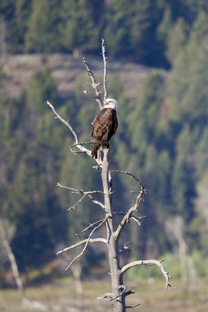 Bald Eagle - ML647691804