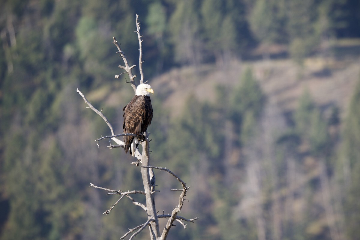Bald Eagle - ML647691805