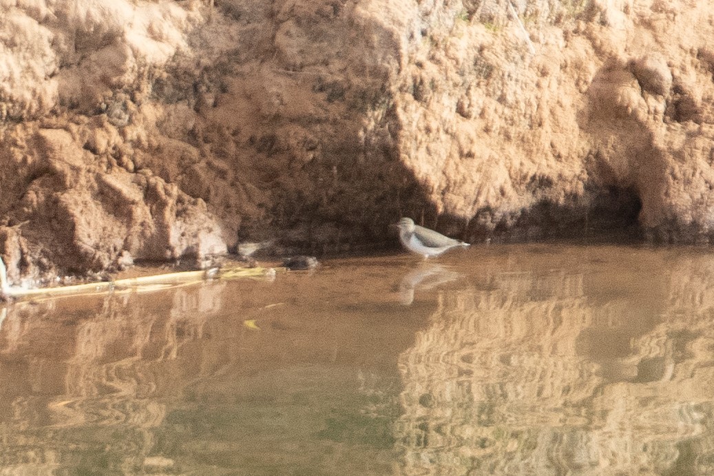 Spotted Sandpiper - ML647691808