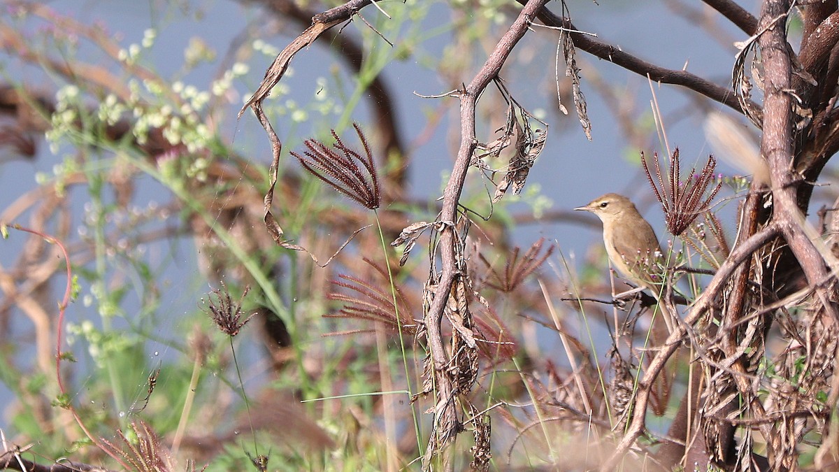 Booted/Sykes's Warbler - ML647691809