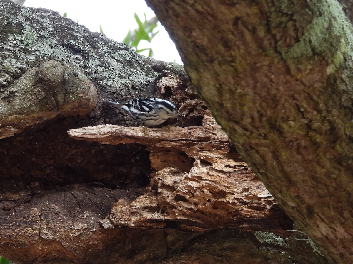 Black-and-white Warbler - ML647691810