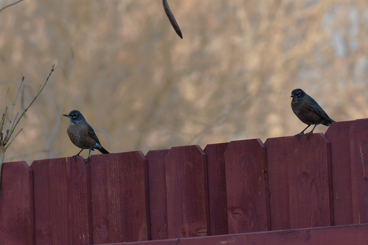 American Robin - ML647691811