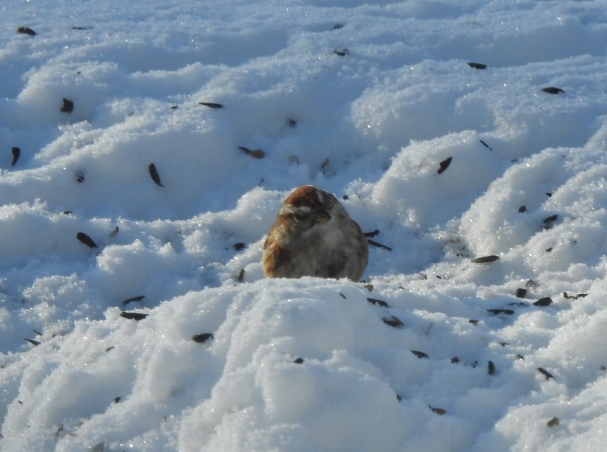 American Tree Sparrow - ML647691829