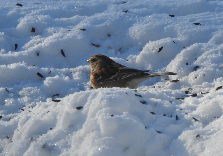 American Tree Sparrow - ML647691830