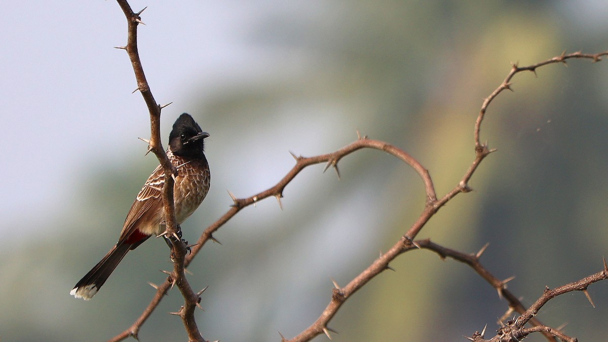 Red-vented Bulbul - ML647691836