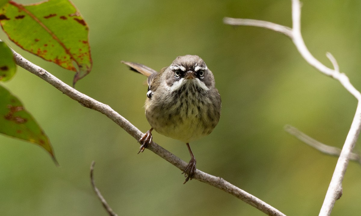 Spotted Scrubwren - ML647691840