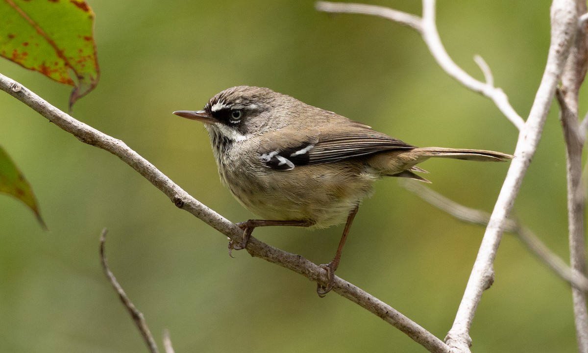 Spotted Scrubwren - ML647691841