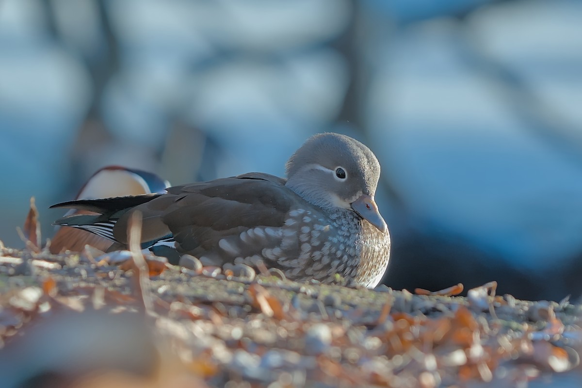 Мандаринка - ML647691858