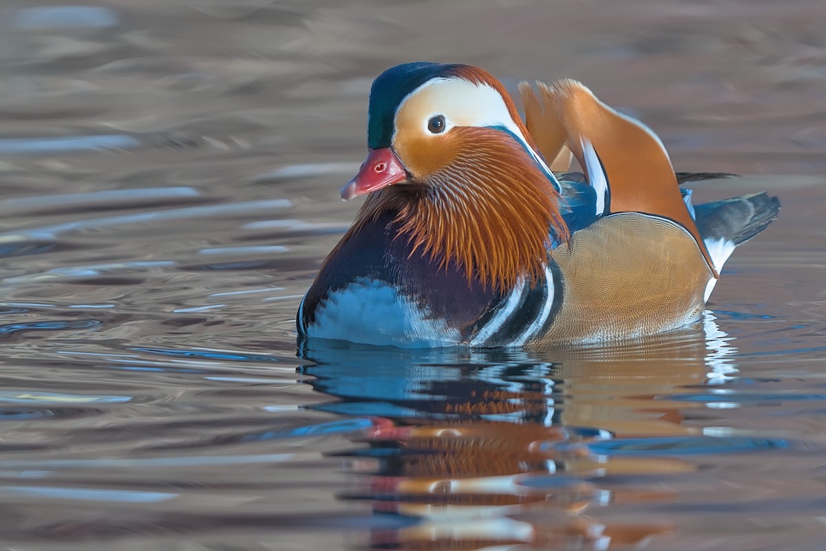 Мандаринка - ML647691859