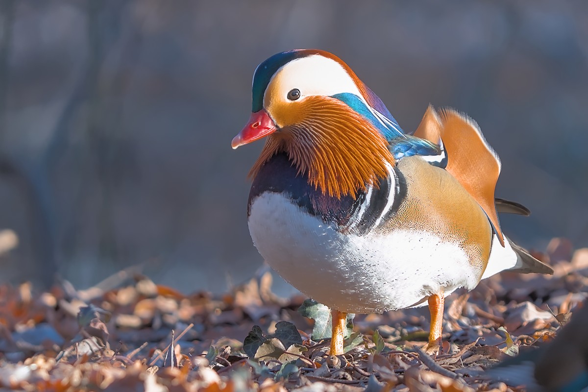 Мандаринка - ML647691860