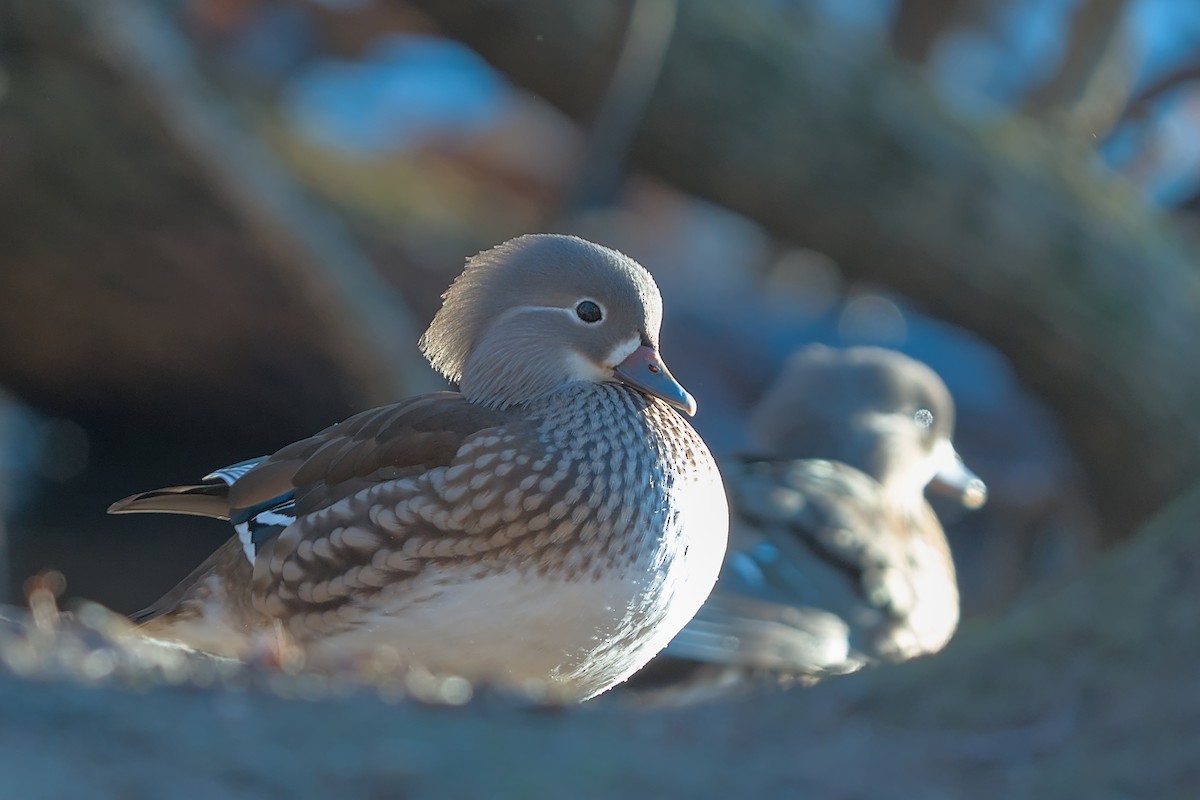 Мандаринка - ML647691861