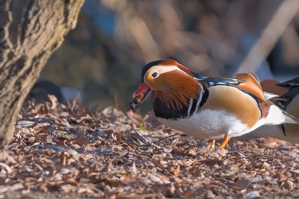 Мандаринка - ML647691862