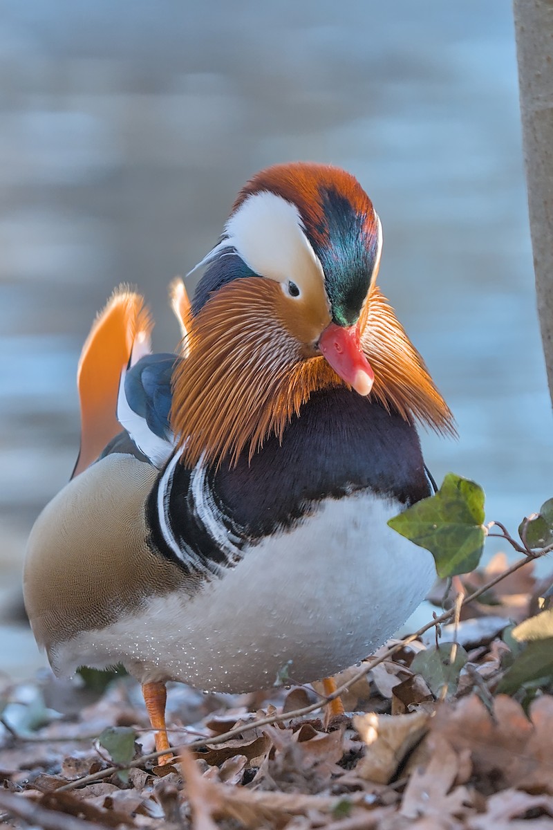 Мандаринка - ML647691863