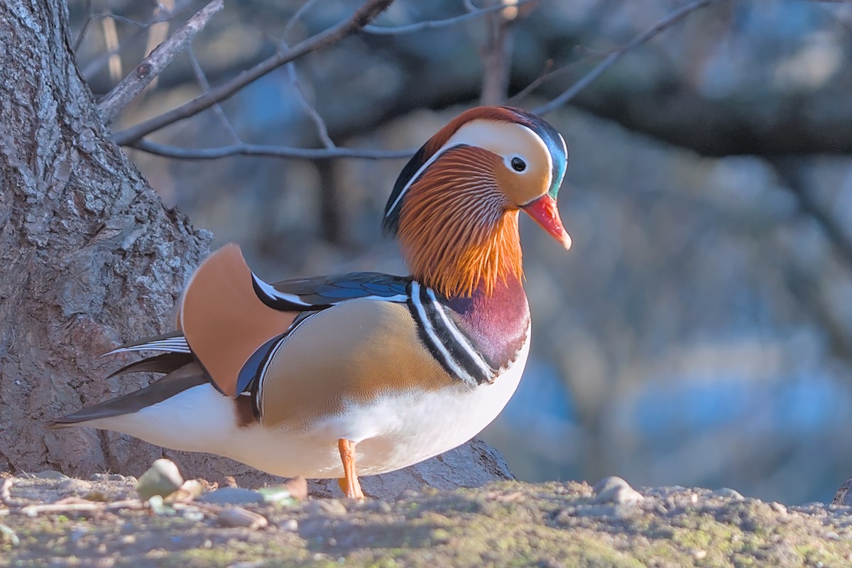 Мандаринка - ML647691864