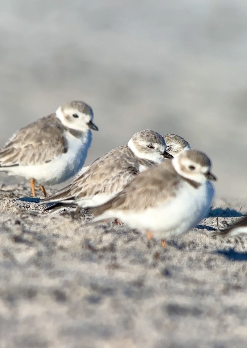 Piping Plover - ML647691883