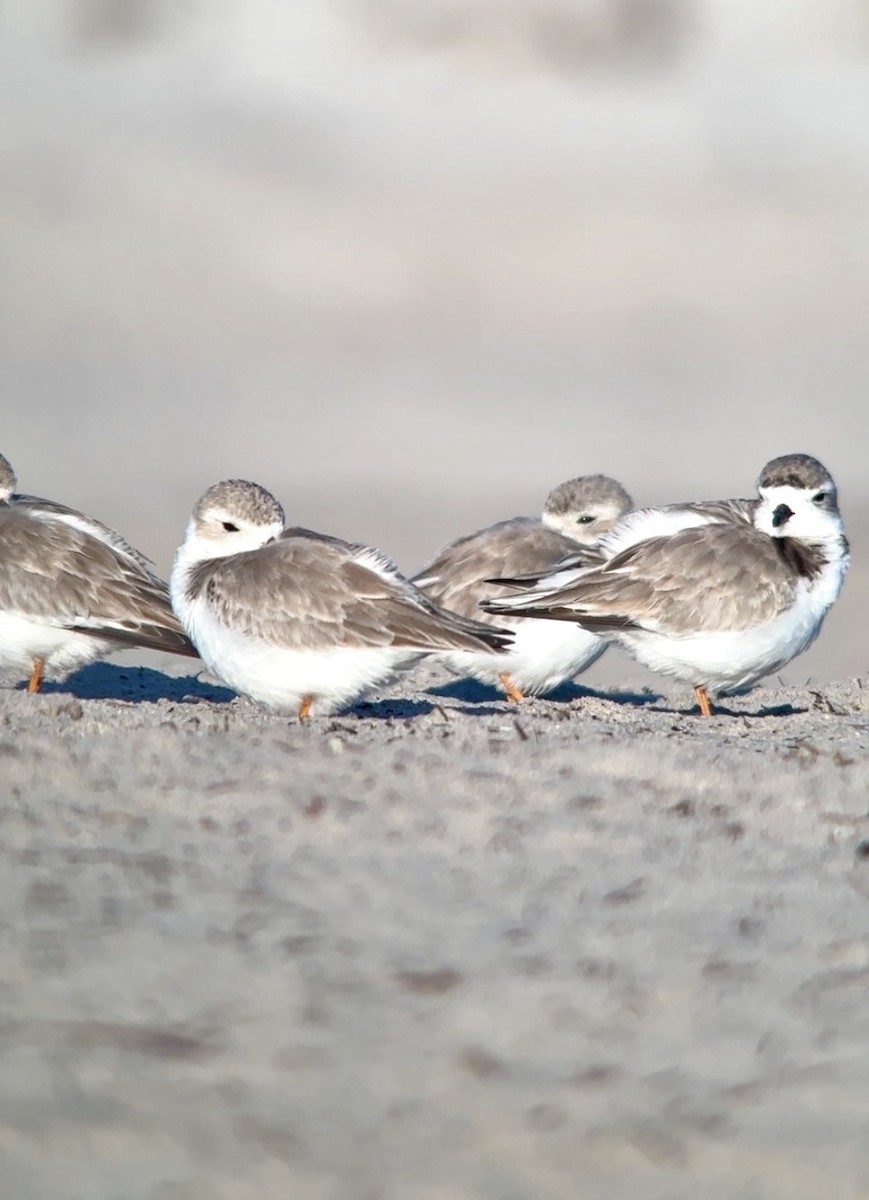 Piping Plover - ML647691884