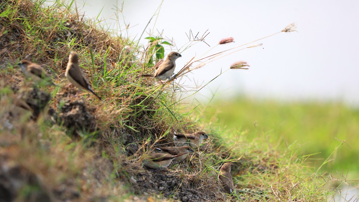 indiasølvnebb - ML647691893