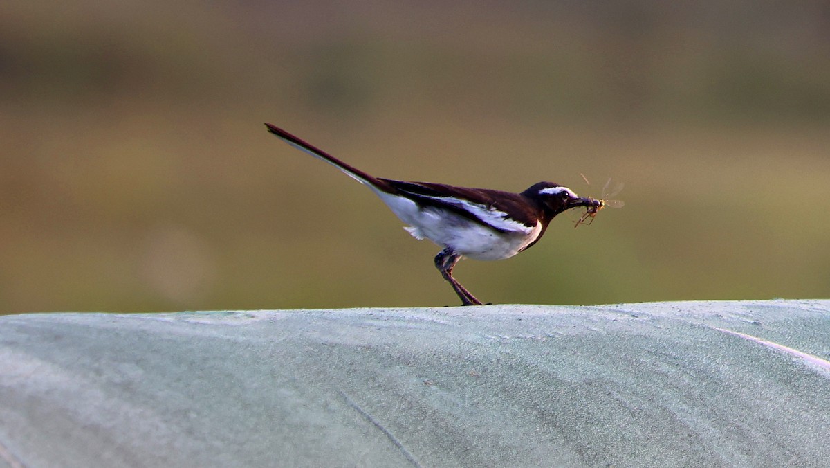 skjæreerle - ML647691899