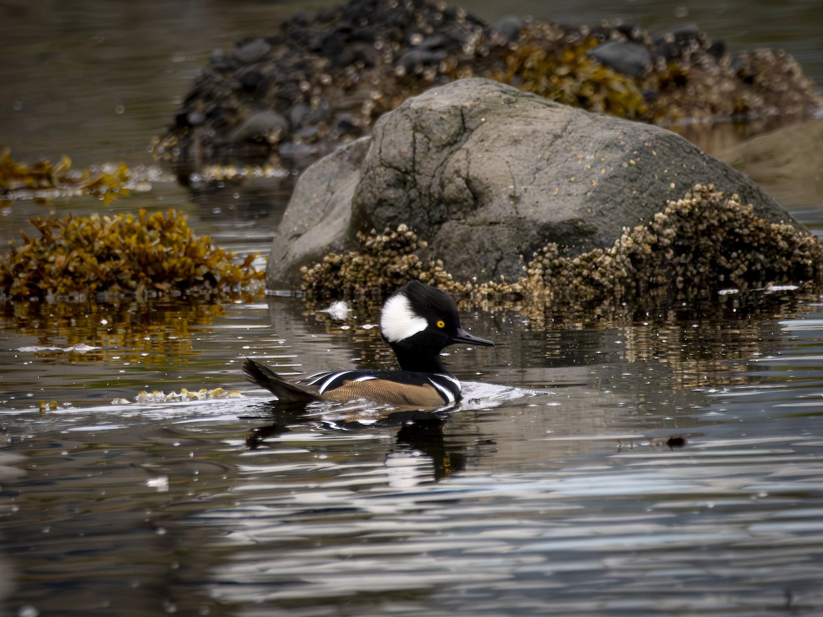 hjelmfiskand - ML647691900