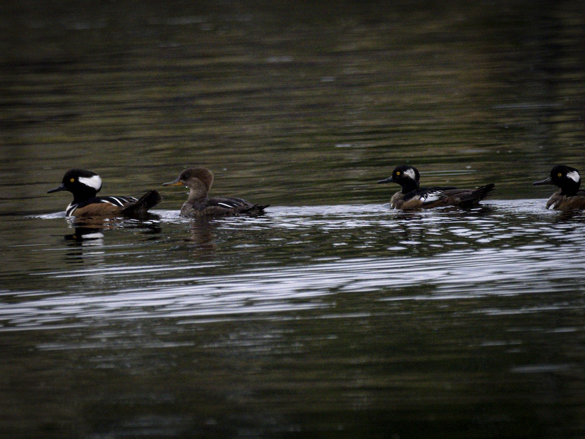 hjelmfiskand - ML647691901