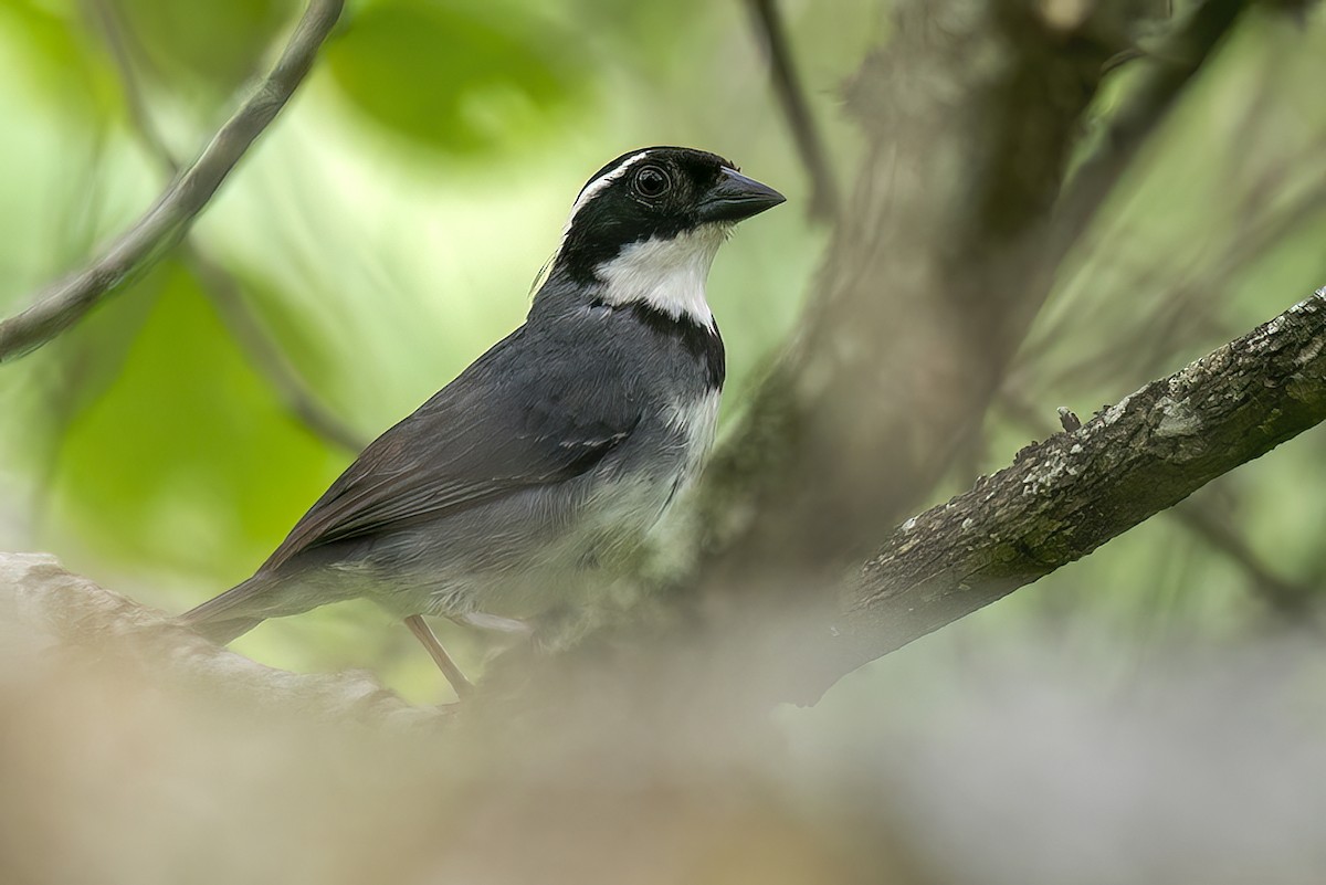 svartkronespurv - ML647691902