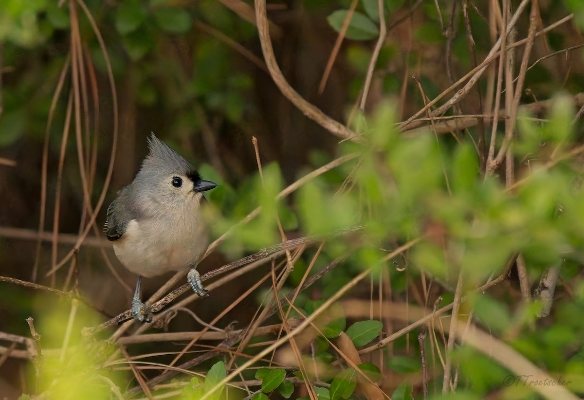 gråduskmeis - ML647691903