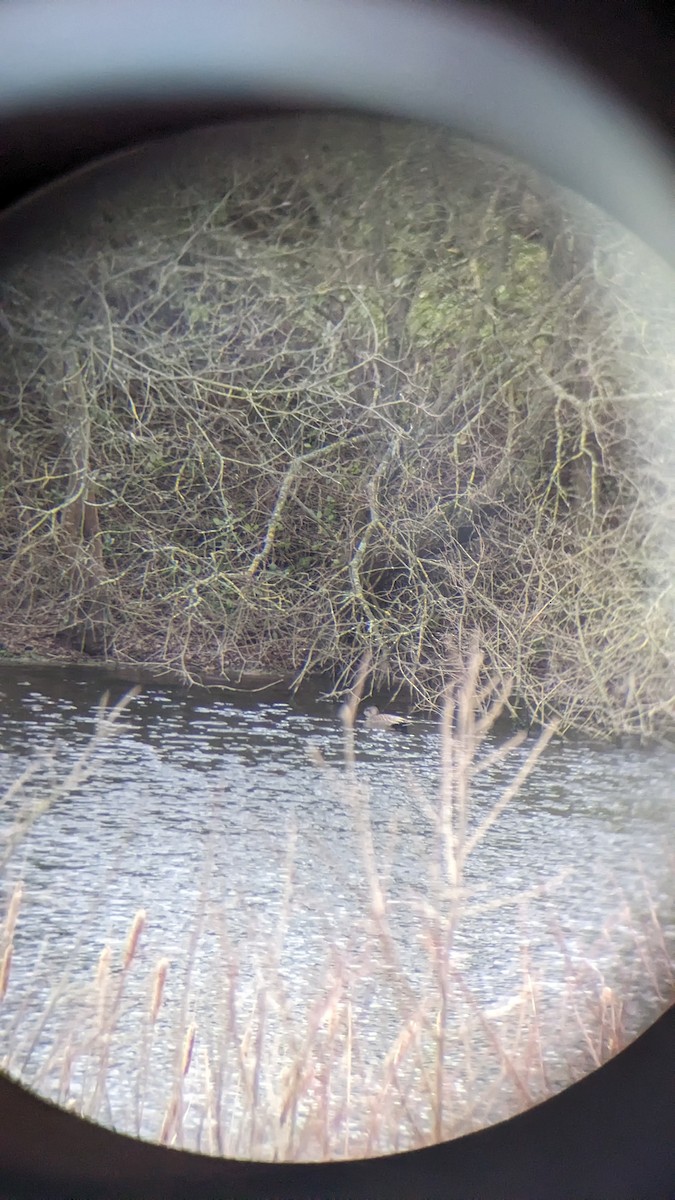 snadderand - ML647691908