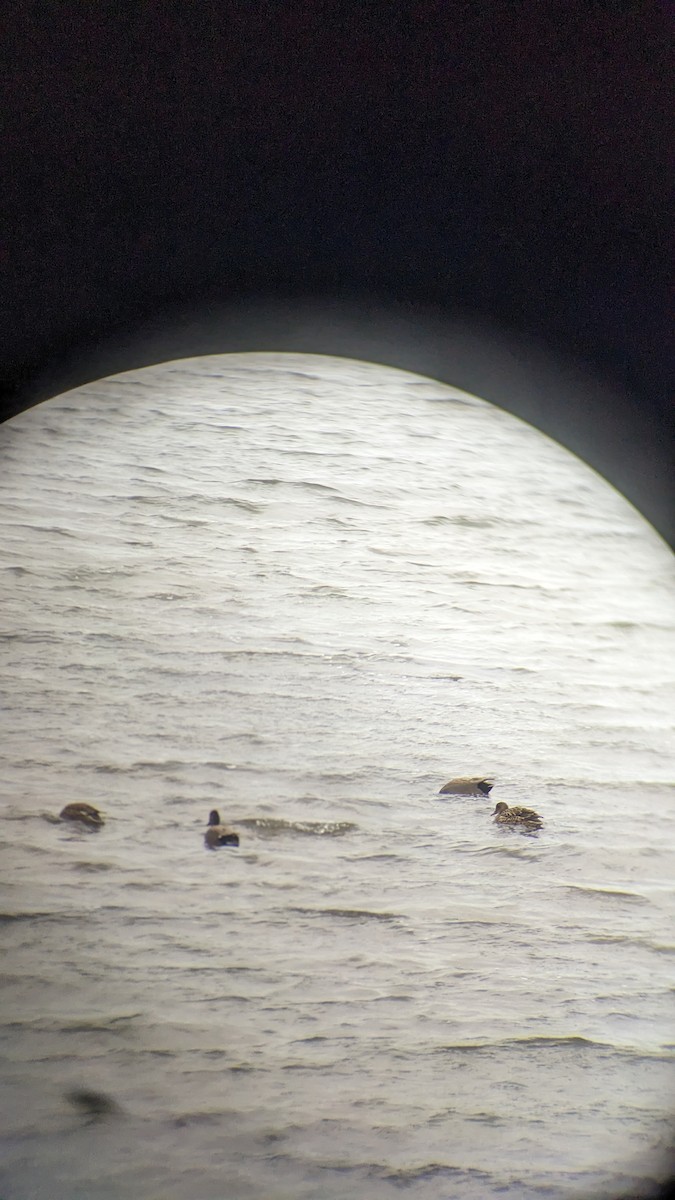 snadderand - ML647691910