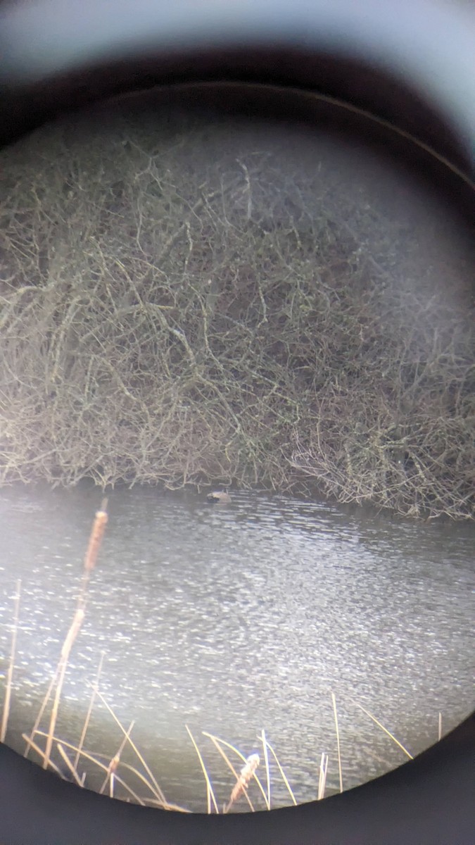 snadderand - ML647691911