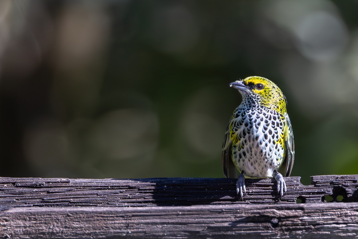 dropletanagar - ML647691912