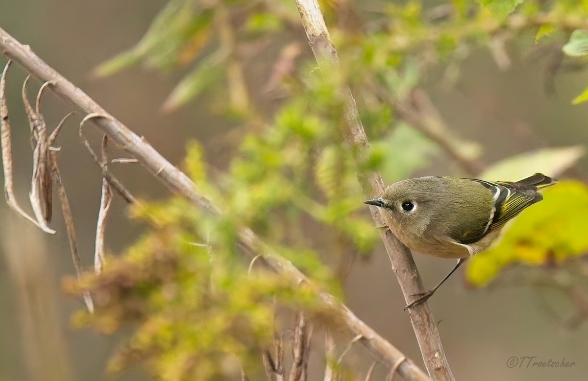 rubinfuglekonge - ML647691914