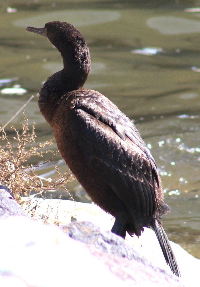 blåhakeskarv - ML647691915