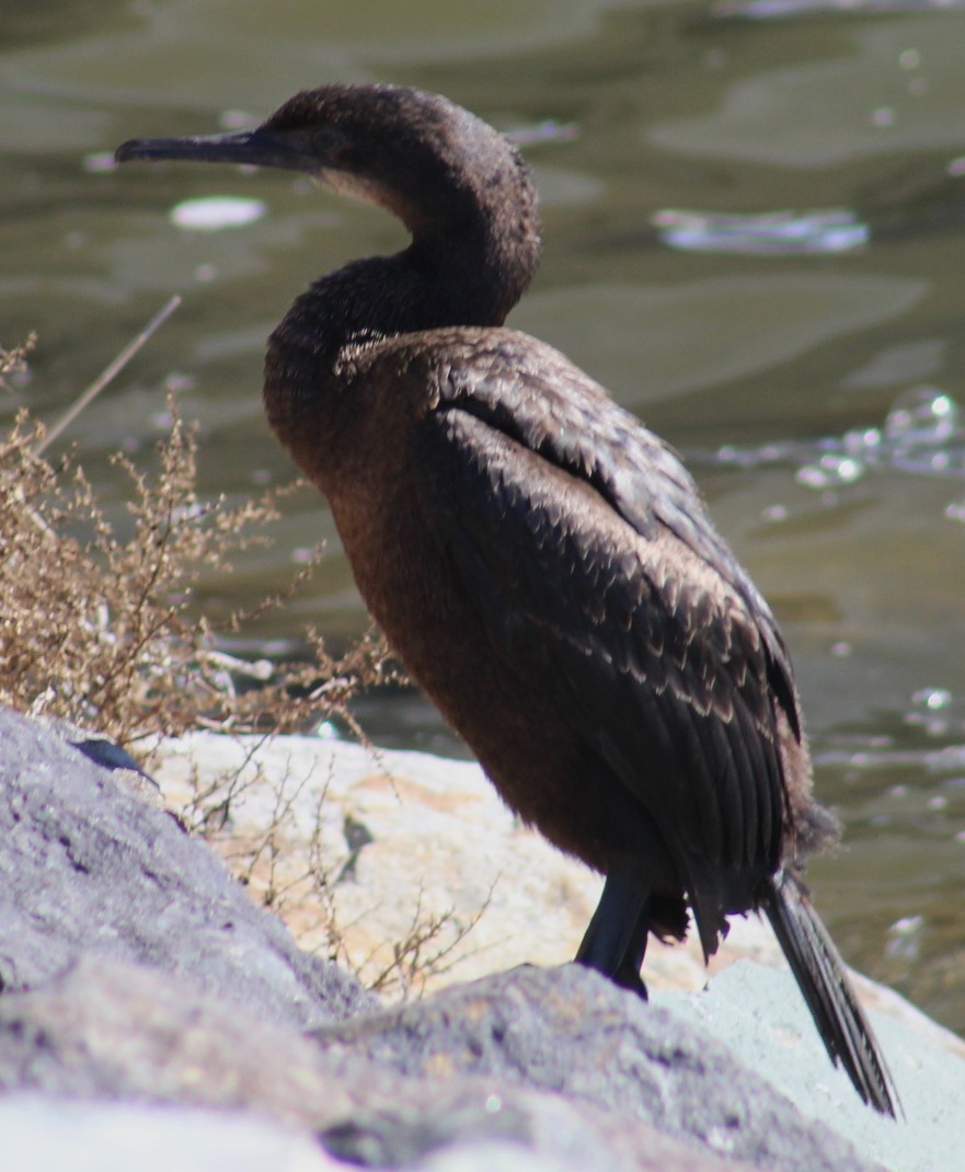 blåhakeskarv - ML647691916