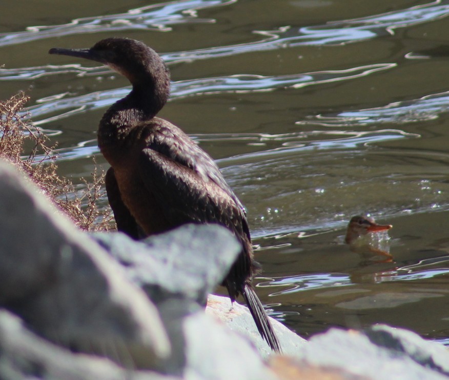 blåhakeskarv - ML647691917