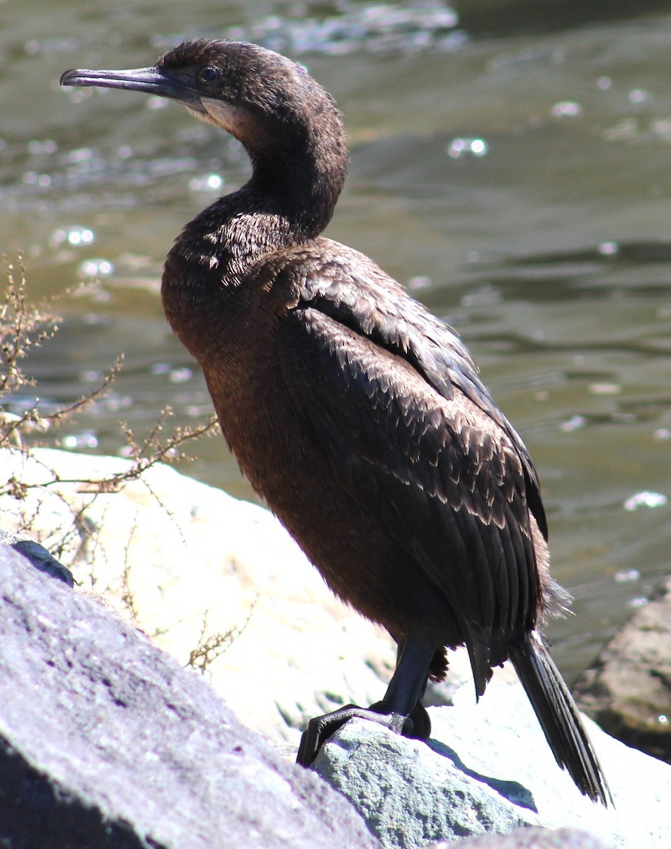 blåhakeskarv - ML647691918