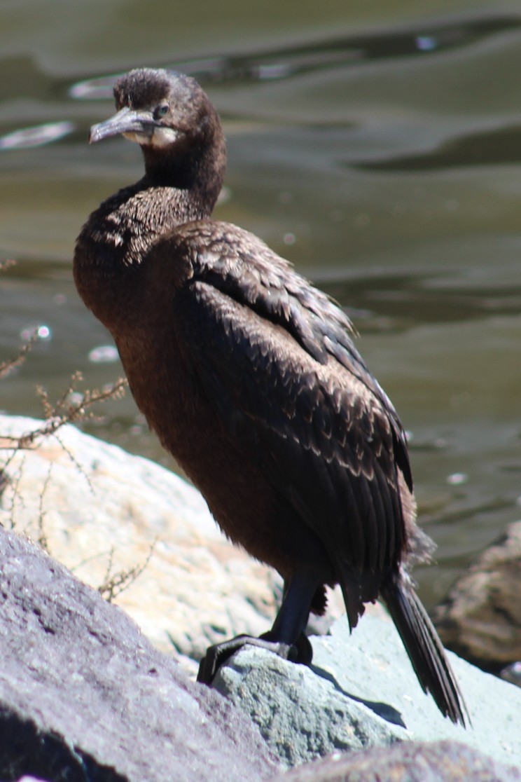 blåhakeskarv - ML647691919