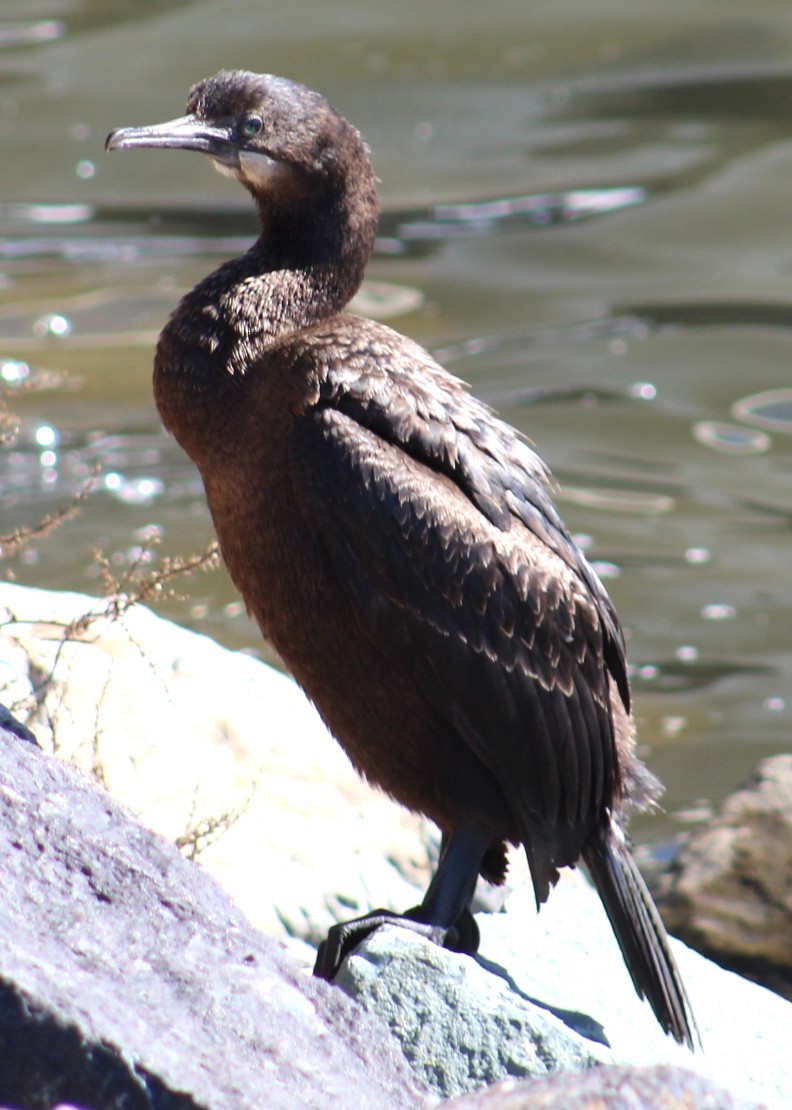 blåhakeskarv - ML647691921