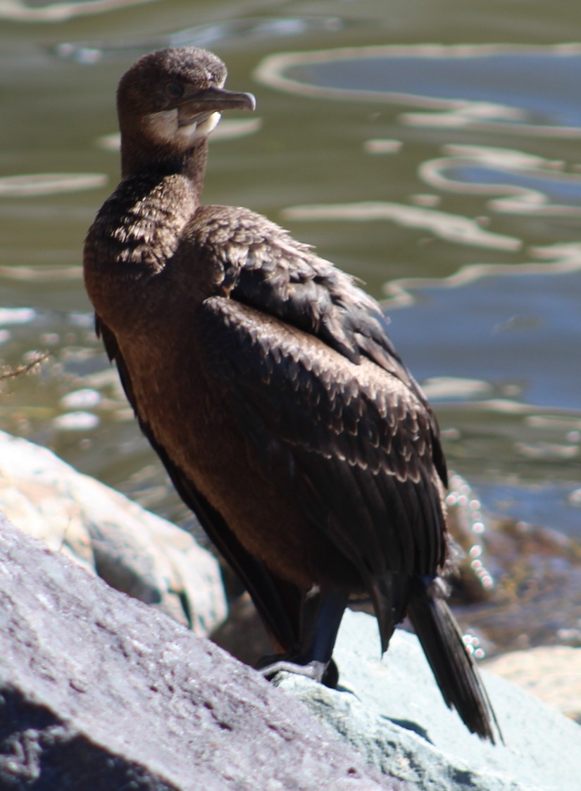 blåhakeskarv - ML647691922