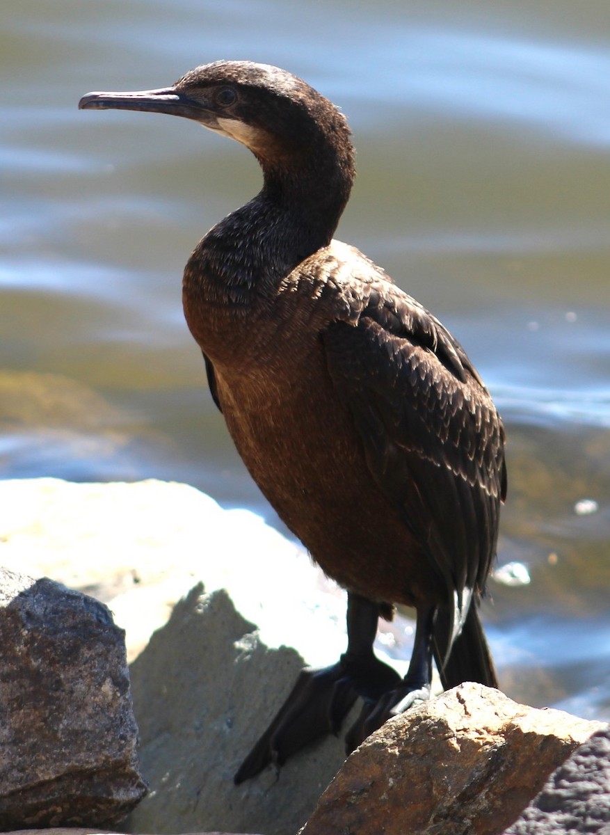 blåhakeskarv - ML647691923