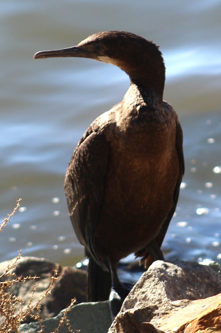 blåhakeskarv - ML647691924